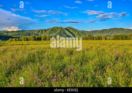 Malerische Berg sonnige Landschaft, grüne Hügel, blühende Wiese mit lila wild Kornblumen und schönen bewölkter Himmel am hellen Sommer d Stockfoto