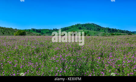 Malerische Berg sonnige Landschaft, grüne Hügel, blühende Wiese mit lila wild Kornblumen und schönen blauen Himmel bei hellen Sommertag Stockfoto