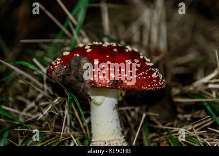 Fly agaric Rot gesprenkelt Pilz Stockfoto