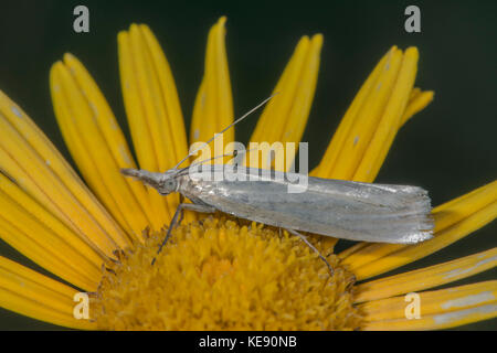 Motte (Crambus perlella) auf Whorled - Veilchen (Coreopsis verticillata), Untergröningen, Baden-Württemberg, Deutschland Stockfoto