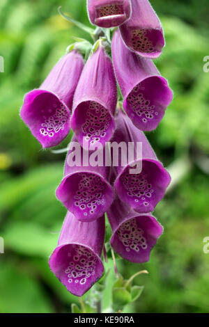 Rote Blüte, gewöhnlicher Fuchshandschuh (Digitalis purpurea), São Miguel, Azoren, Portugal Stockfoto