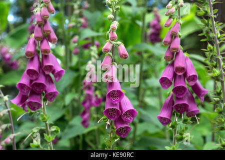 Rote Blüten, gewöhnlicher Fuchshandschuh (Digitalis purpurea), São Miguel, Azoren, Portugal Stockfoto