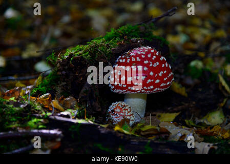 Schöne fly Agaric (Rot gesprenkelt Pilz) wachsen auf Waldboden Stockfoto