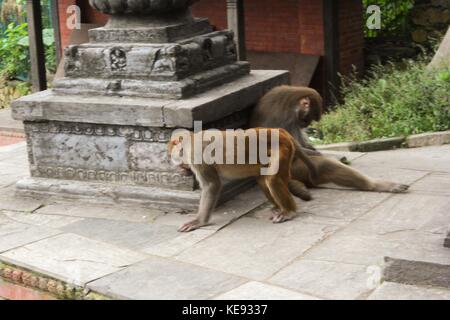 Noemie repetto/le pictorium - Nepal - Kathmandu. swayambhumath Tempel, der auch als Affe Tempel bekannt. - 20/09/2017 - Nepal/Kathmandu/Kathmandu - Nepal - Kathmandu. swayambhumath Tempel, der auch als Monkey Temple bekannt. Die Affen des Tempels. Es wird dringend empfohlen, nicht für einen Spaziergang mit Essen auf eigene Gefahr durch die Affen beraubt werden. Auch ist es am besten, nicht zu Ihnen in die Augen zu schauen oder sie angreifen. Stockfoto