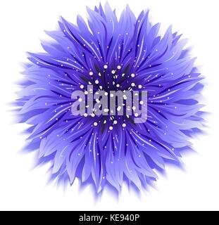 Blaue Kornblume auf weißem Hintergrund Vector Illustration. Stock Vektor