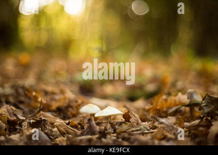 Weiß bedeckte Pilze mit Einstellung Sonnenlicht hinter, herbstliche Waldlandschaft, Oxford, Großbritannien Stockfoto
