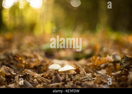 Weiß bedeckte Pilze mit Einstellung Sonnenlicht hinter, herbstliche Waldlandschaft, Oxford, Großbritannien Stockfoto