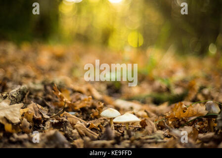 Weiß bedeckte Pilze mit Einstellung Sonnenlicht hinter, herbstliche Waldlandschaft, Oxford, Großbritannien Stockfoto