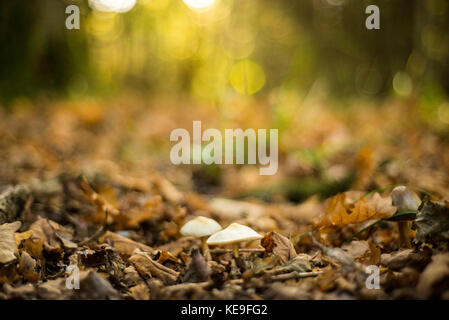 Weiß bedeckte Pilze mit Einstellung Sonnenlicht hinter, herbstliche Waldlandschaft, Oxford, Großbritannien Stockfoto