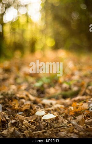 Weiß bedeckte Pilze mit Einstellung Sonnenlicht hinter, herbstliche Waldlandschaft, Oxford, Großbritannien Stockfoto