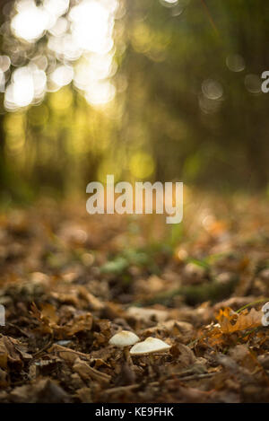 Weiß bedeckte Pilze mit Einstellung Sonnenlicht hinter, herbstliche Waldlandschaft, Oxford, Großbritannien Stockfoto