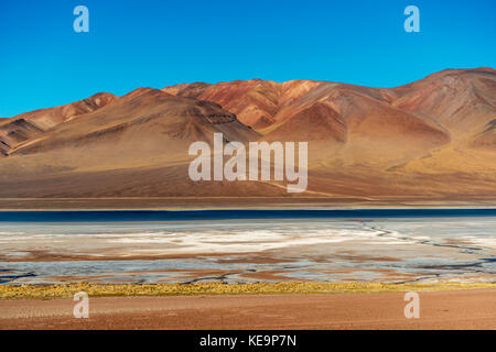 Altoandina Lagune in der Salar de Atacama liegt an der Grenze zwischen Chile und Argentinien Stockfoto