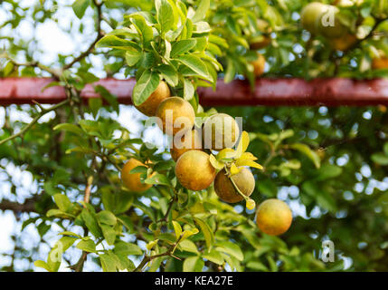 Poncirus dreiblättrige. Bitter Orange Tree. Citrus dreiblättrige Obstbaum. Hardy orange. Dreiblättriges orange. Zitrusfrüchte. Stockfoto