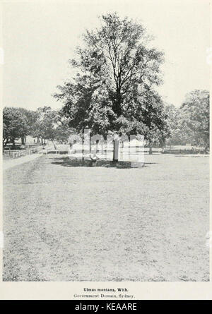 Ulmus Montana, mit. Regierung Domain, Sydney Stockfoto
