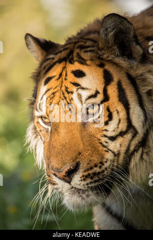 Porträt einer nachdenklich-Suche sibirische Tiger in Bozeman, Montana, USA. Captive Tier. Stockfoto