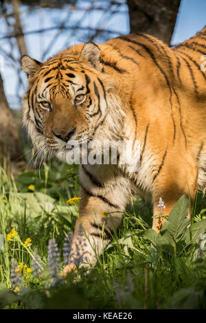 Porträt einer Sibirischen Tiger zu Fuß durch eine Wiese in Bozeman, Montana, USA. Captive Tier. Stockfoto