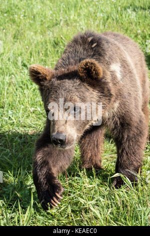 Junge Grizzly Bär zu Fuß in einer Wiese, zeigen eine große Tatze in der Nähe von Bozeman, Montana, USA. Captive Tier. Stockfoto