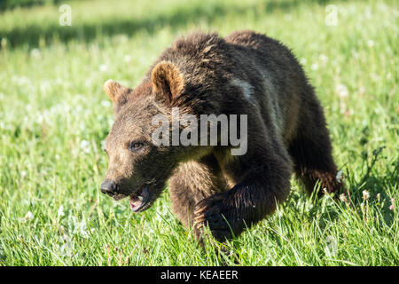 Junge Grizzly Bär zu Fuß in einer Wiese, zeigen eine große Tatze in der Nähe von Bozeman, Montana, USA. Captive Tier. Stockfoto