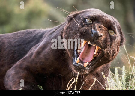 Black Panther Knurren, seine scharfen Zähne, in der Nähe von Bozeman, Montana, USA. Schwarze Panther in Amerika ist der melanistic Farbvariante schwarz Stockfoto