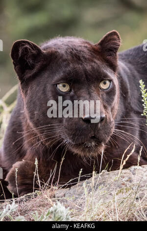 Black Panther liegend, aber sehr aufmerksam, in der Nähe von Bozeman, Montana, USA. Schwarze Panther in Amerika ist der melanistic Farbvariante des schwarzen Jaguars Stockfoto