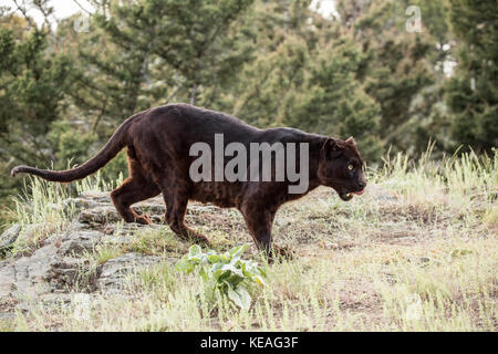 Hungrig - Suchen black panther lecken ihre Lippen, als es für Essen in der Nähe von Bozeman, Montana, USA Jagt. Schwarze Panther in Amerika ist der melanistic colo Stockfoto