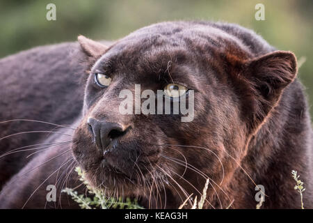 Black Panther liegend, aber sehr aufmerksam, in der Nähe von Bozeman, Montana, USA. Schwarze Panther in Amerika ist der melanistic Farbvariante des schwarzen Jaguars Stockfoto