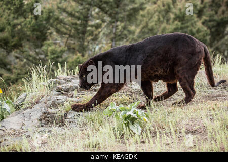 Black Panther für Essen in der Nähe von Bozeman, Montana, USA suchen. Schwarze Panther in Amerika ist der melanistic Farbvariante des schwarzen Jaguare (Panthe Stockfoto