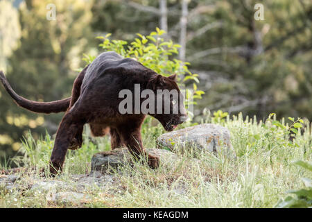 Black Panther für Essen in der Nähe von Bozeman, Montana, USA suchen. Schwarze Panther in Amerika ist der melanistic Farbvariante des schwarzen Jaguare (Panthe Stockfoto