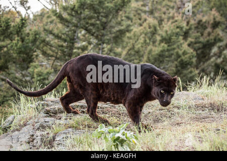 Black Panther für Essen in der Nähe von Bozeman, Montana, USA suchen. Schwarze Panther in Amerika ist der melanistic Farbvariante des schwarzen Jaguare (Panthe Stockfoto