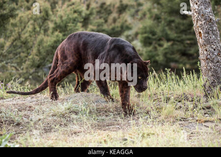 Black Panther für Essen in der Nähe von Bozeman, Montana, USA suchen. Schwarze Panther in Amerika ist der melanistic Farbvariante des schwarzen Jaguare (Panthe Stockfoto