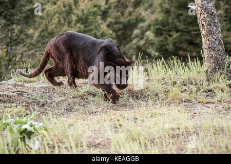 Black Panther für Essen in der Nähe von Bozeman, Montana, USA suchen. Schwarze Panther in Amerika ist der melanistic Farbvariante des schwarzen Jaguare (Panthe Stockfoto