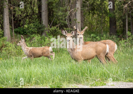 Zwei männliche und eine weibliche Mule Deer an einer Landstraße in der Nähe von Bozeman, Montana, USA. Stockfoto