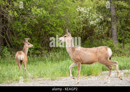 Ein Männchen und ein Weibchen Mule Deer neben einer Landstraße in der Nähe von Bozeman, Montana, USA. Stockfoto