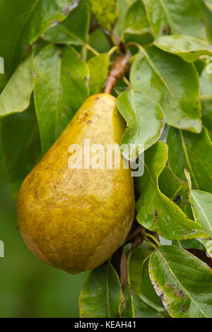 Nahaufnahme eines Bosc Birne auf einem Baum in Western Washington, USA Stockfoto