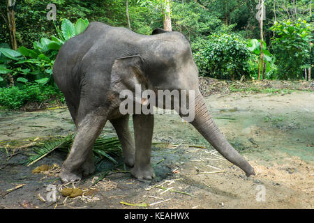 Kleinen Elefanten im Dschungel Stockfoto