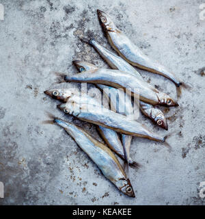 Frische Fische fangen shishamo voll Eier. shishamo Fisch ist Fisch für die japanische Küche kochen Tempura. Frische shishamo Fisch lockt Käufer an der frischen Stockfoto