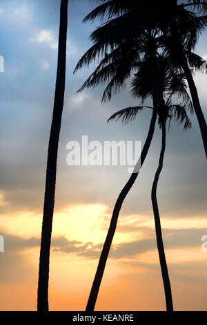 Wadduwa westliche Provinz Sri Lanka Sonnenuntergang durch Palmen Stockfoto