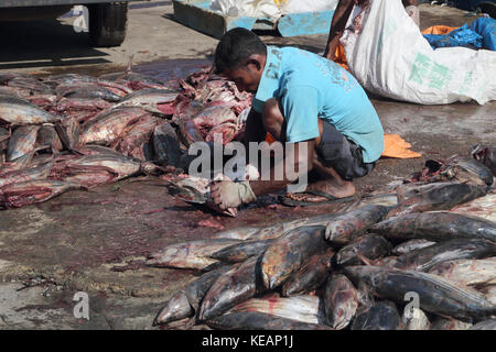 Mirissa Fischereihafen Südprovinz Sri Lanka Fisherman ausnehmen Fische Stockfoto