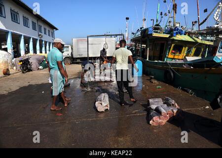 Mirissa Fischereihafen Südprovinz Sri Lanka Fischer mit einem Gewicht von Thunfisch Stockfoto