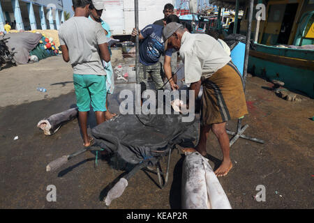 Mirissa Fischereihafen Südprovinz Sri Lanka Fischer mit einem Gewicht von Thunfisch Stockfoto