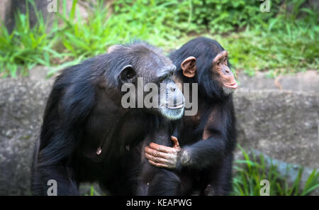 Mutter und Sohn Schimpansen: junge Schimpansen hält den Arm und Körper ihres Schimpanse Mutter, ähnlich einer menschlichen Geste. Stockfoto