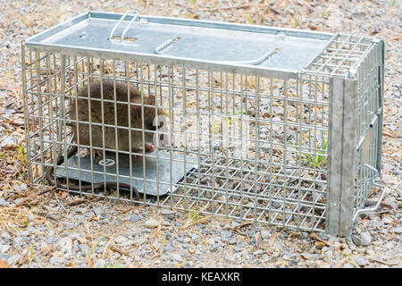 Schwarze Ratte im Käfig Falle gefangen Stockfoto