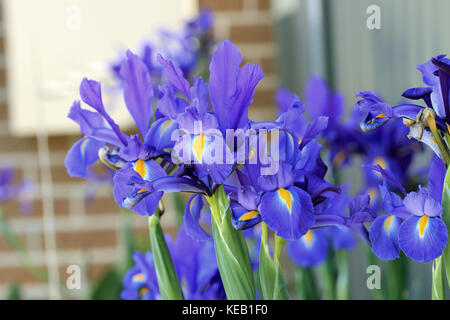 Dunkelblau Dutch Iris auch als Iris × hollandica Blumen in voller Blüte bekannt Stockfoto