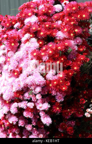 Rosa und rote Schwein Gesicht Blumen oder mesembryanthemum, Ice-werk Blumen, Livingstone Gänseblümchen in voller Blüte Stockfoto