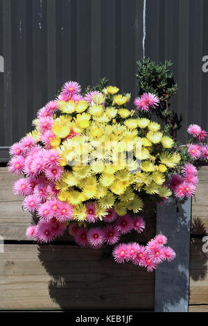 Pink und Gelb Schwein Gesicht Blumen oder mesembryanthemum, Ice-werk Blumen, Livingstone Gänseblümchen in voller Blüte Stockfoto