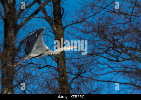 Graureiher (Ardea cinerea) fliegen zwischen den Bäumen. Schweden. Stockfoto