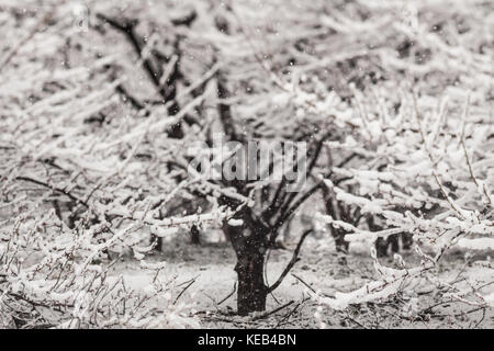 Schnee bedeckte Bäume im winter Stockfoto
