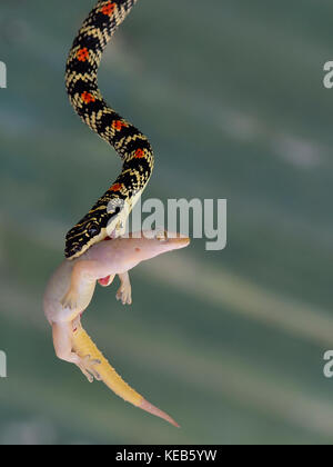 Reich verzierte flying Schlange oder Goldene fliegende Schlange an Manas Nationalpark, Assam Indien Stockfoto