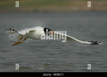 Der pallas Möwe oder große Lachmöwe (ichthyaetus ichthyaetus) Segelfliegen in der Nähe eines Gewässers in Pune, Maharashtra, Indien Stockfoto