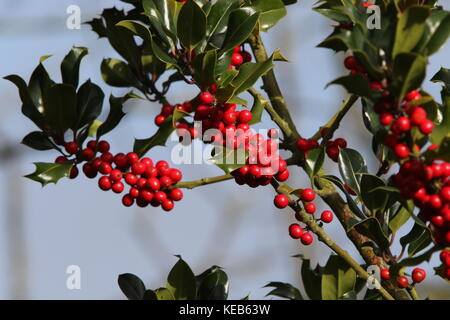 North Yorkshire, England, 18. Oktober 2017, Matt Pennington/PennPix. rote Beeren Stechpalme (Ilex Aquifolium) im Herbst. Stockfoto